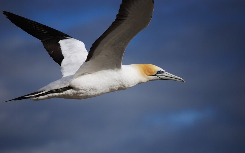 gannet in flight