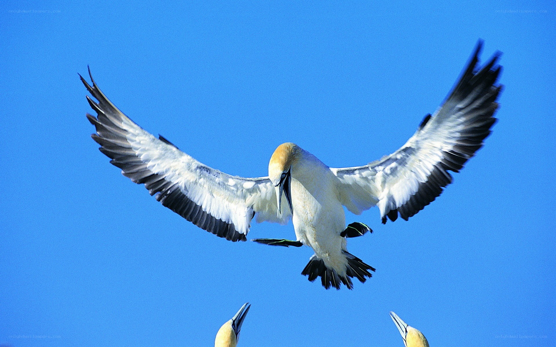 gannet in flight against blue sky