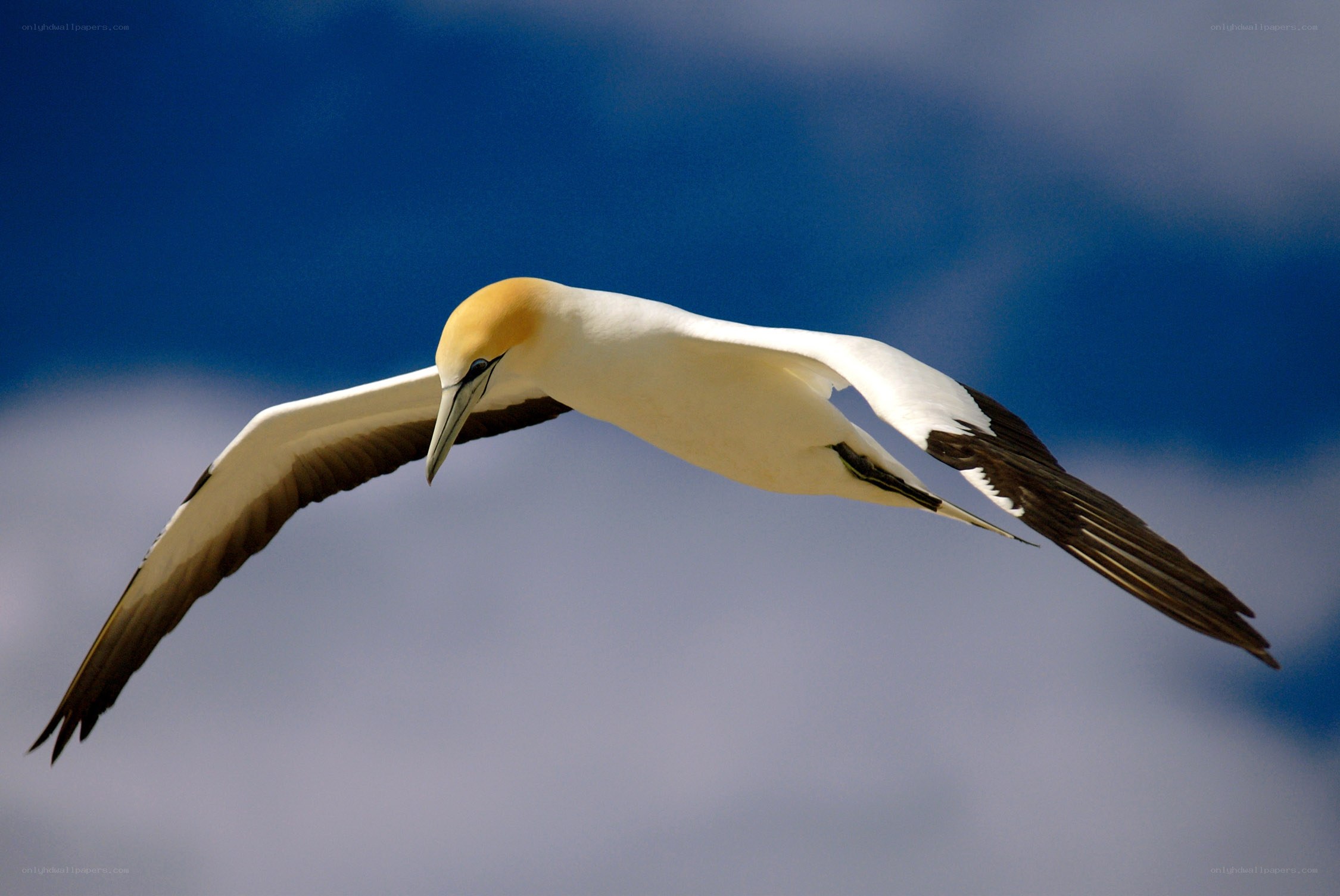Gannet in flight against blue sky