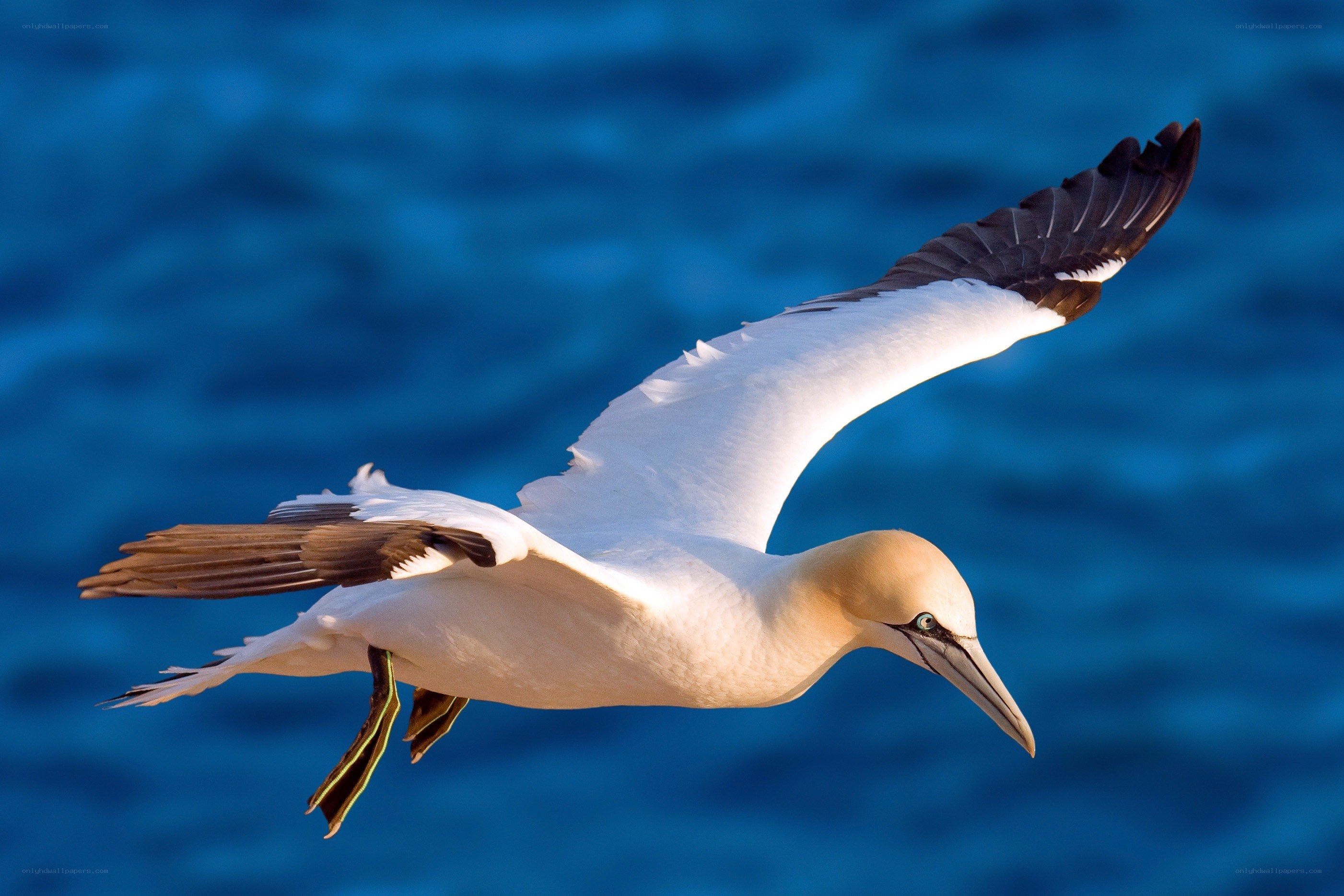 gannet in flight over ocean
