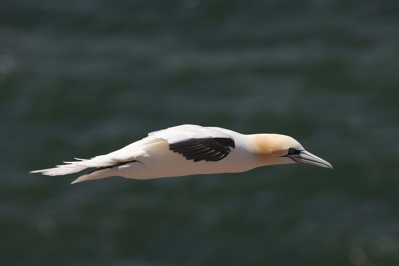 Gannet in flight over water