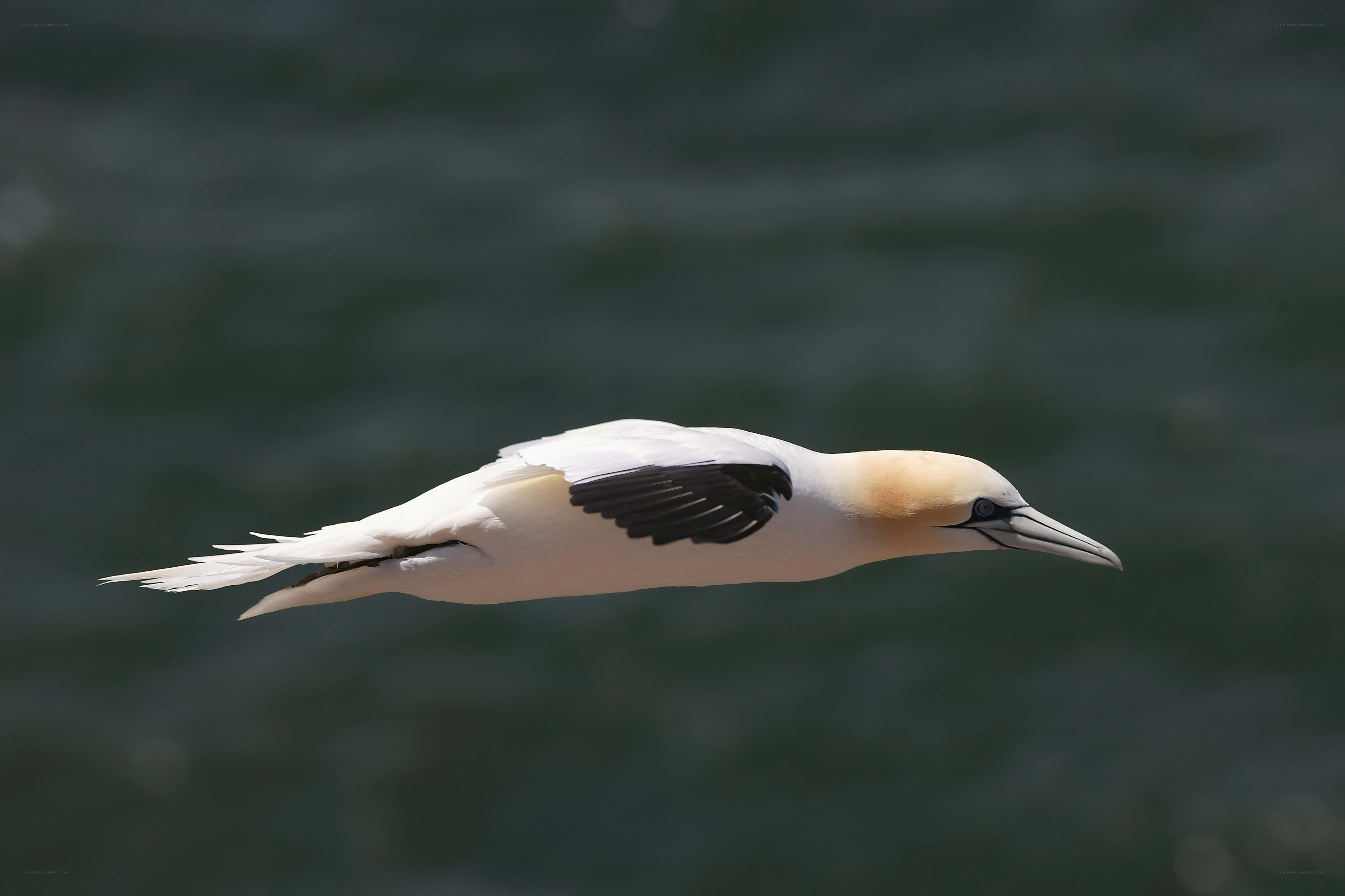 Gannet in flight over water
