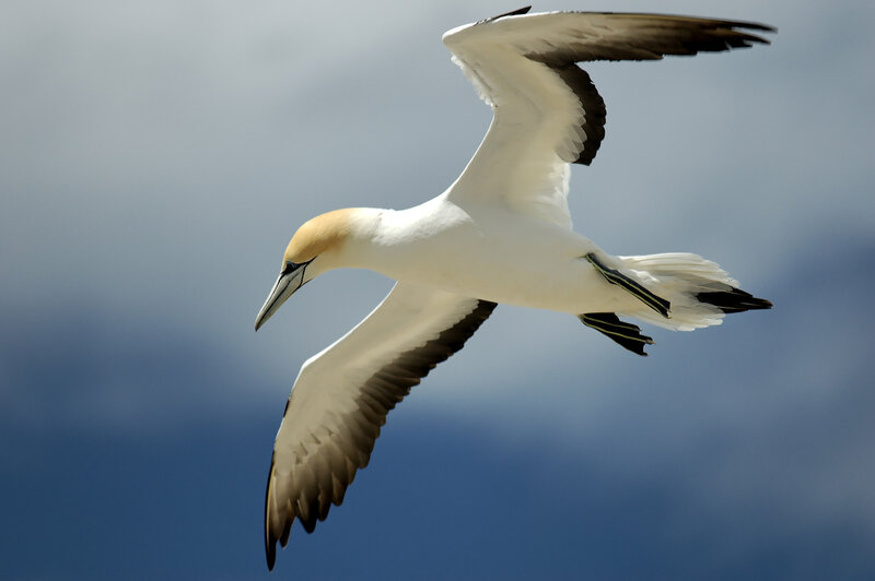 gannet in flight