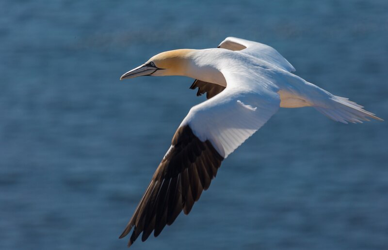 Gannet in Flight — White, Serene