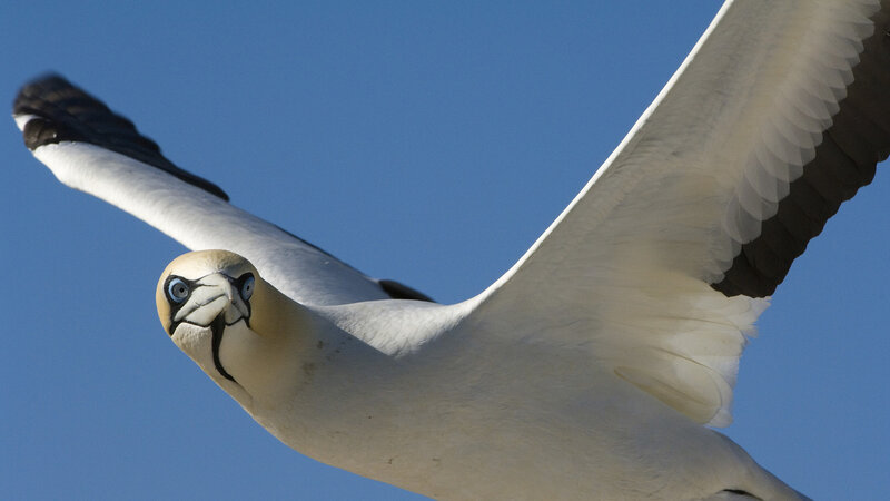 Gannet in Flight — White