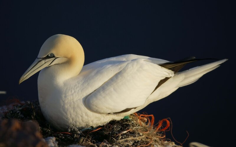 Gannet on a nest