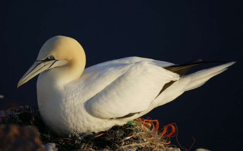 Gannet on a nest