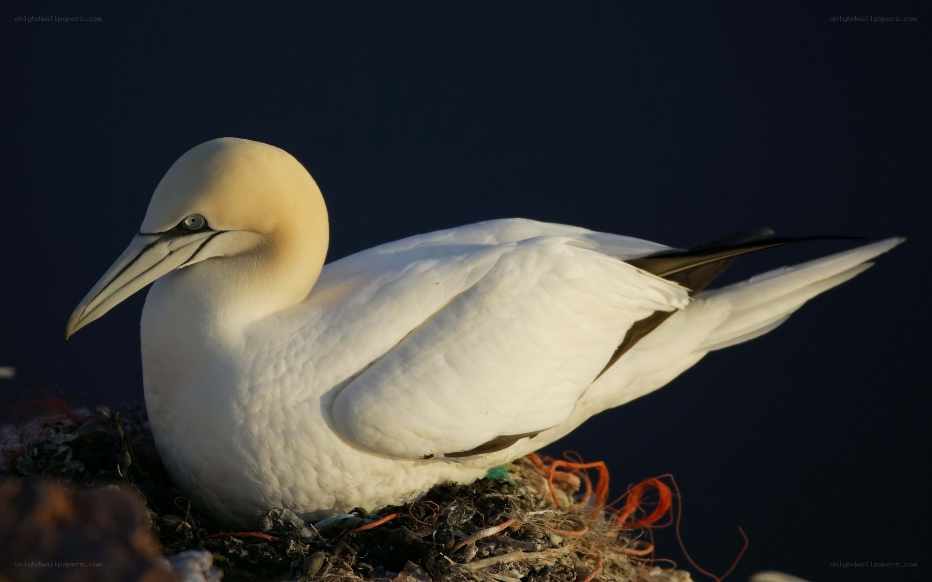 Gannet on a nest