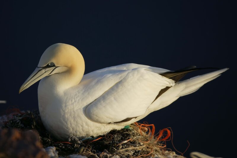 Gannet on its nest