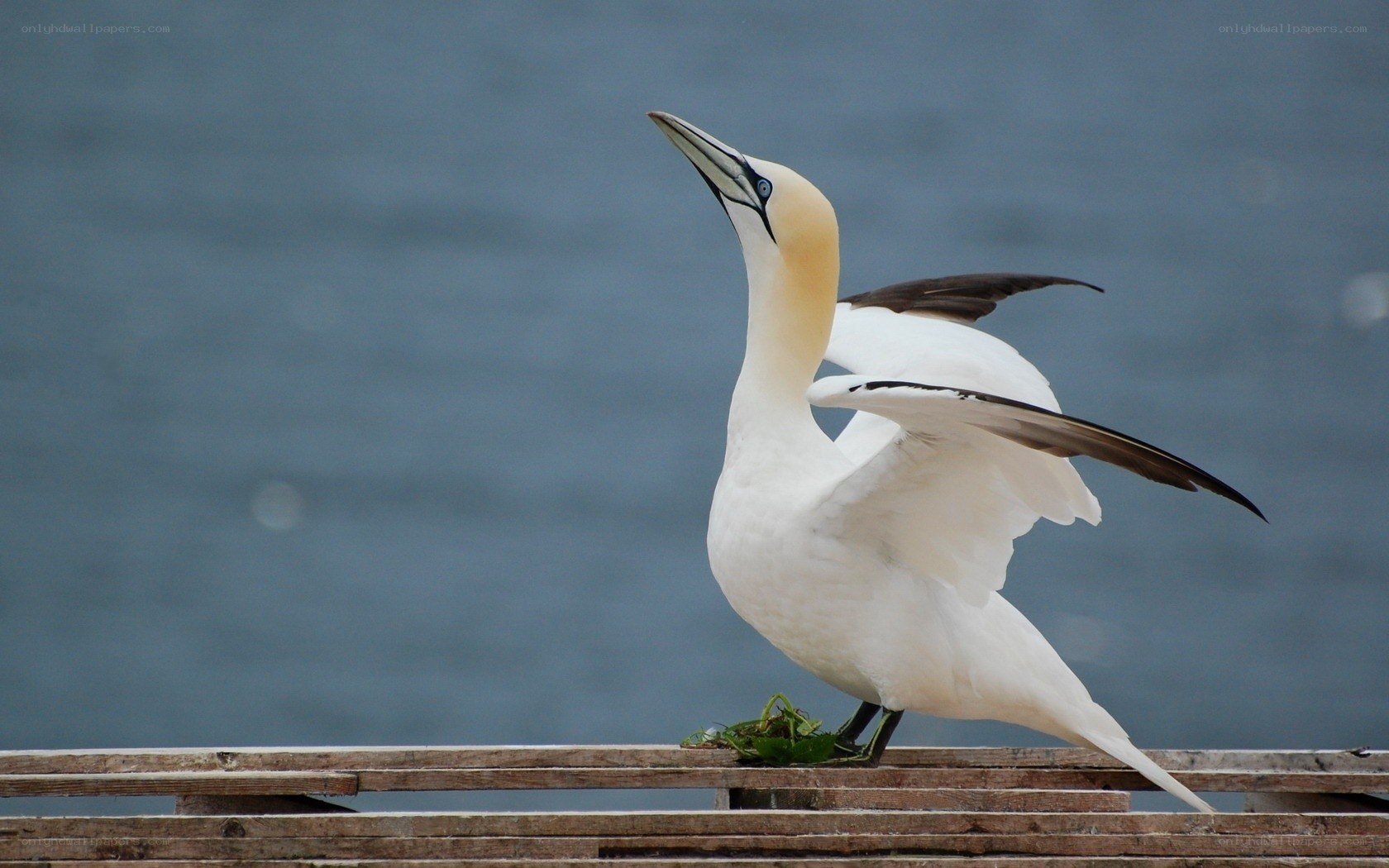 gannet on wooden platform
