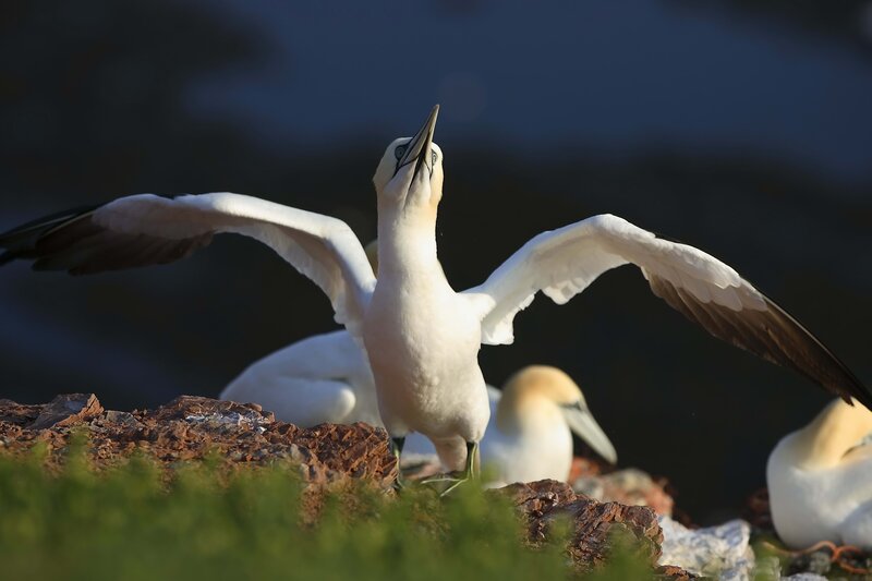 Gannet with wings spread