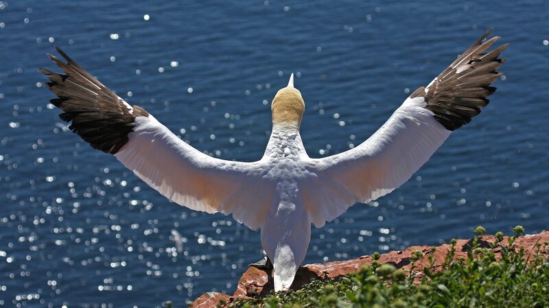 Gannet with Wings Spread — White