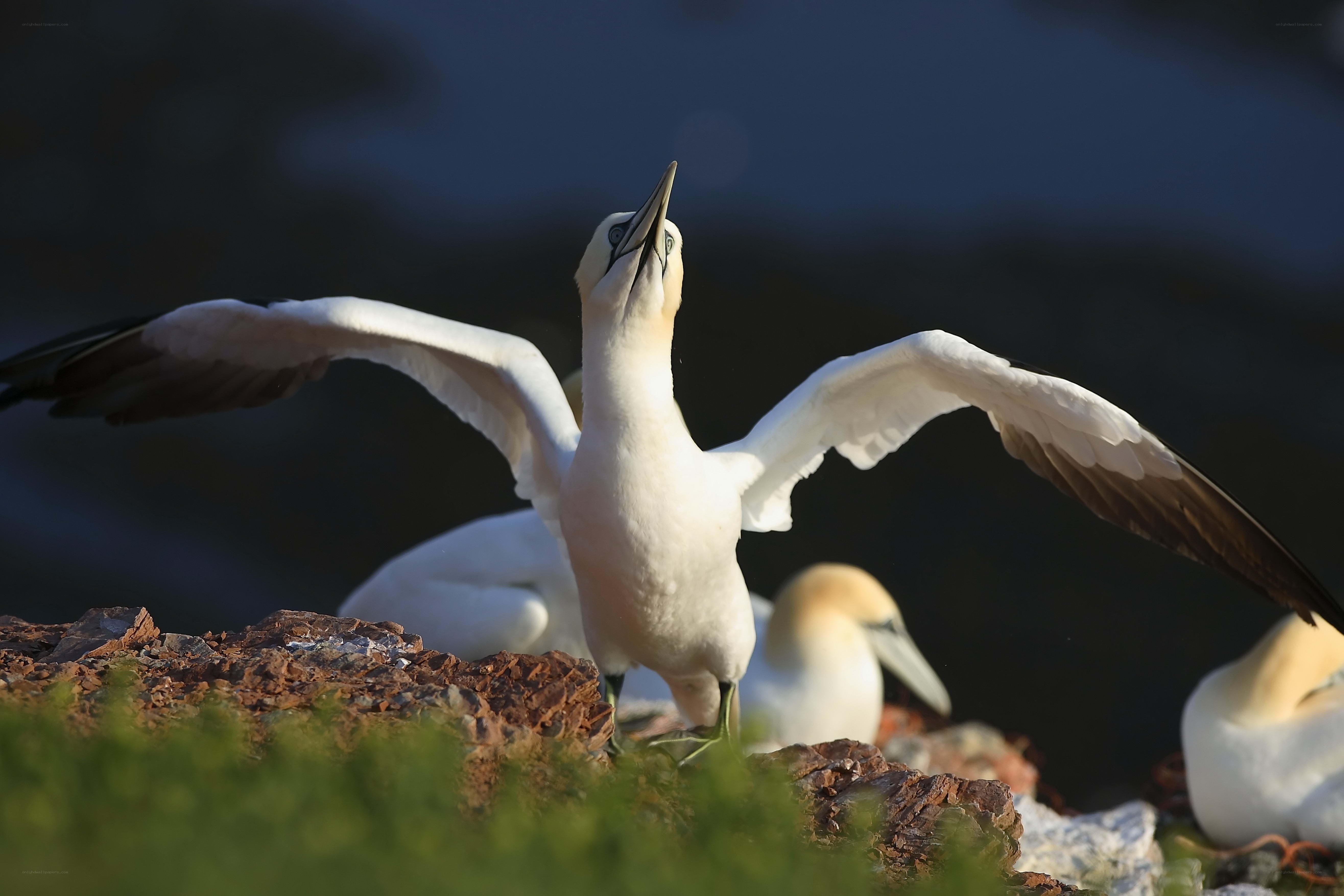 Gannet with wings spread