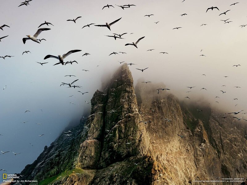 Gannets Flying over Cliffs