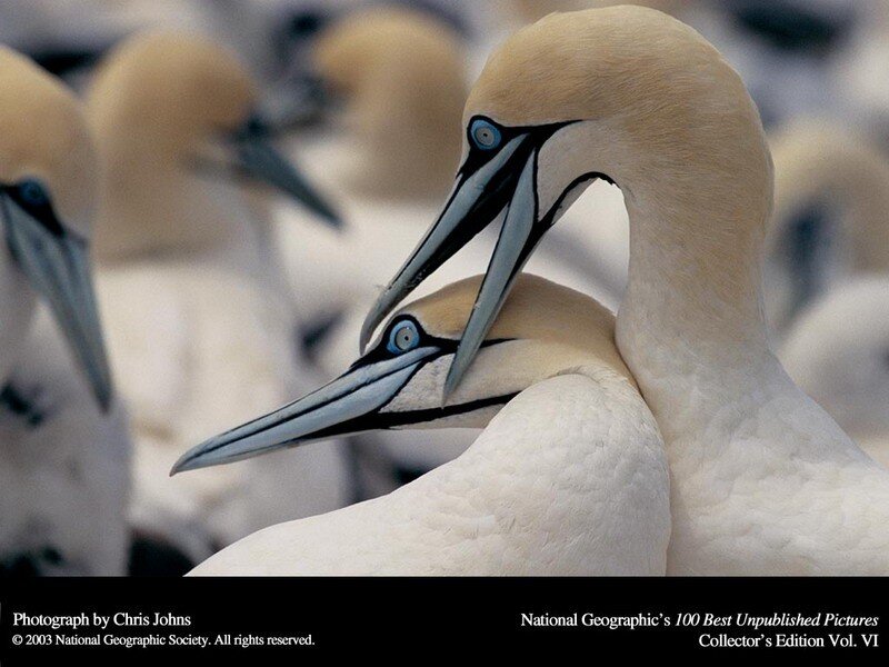 Gannets in a colony