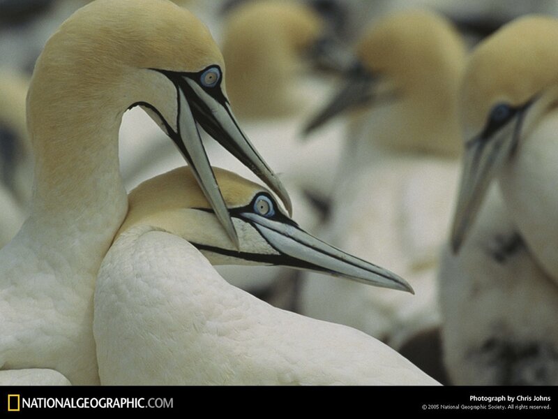 Gannets in a colony