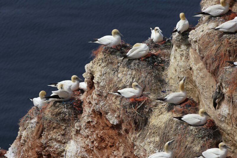 Gannets nesting on a cliff