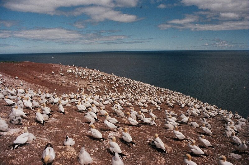 Gannets on a coastal cliff