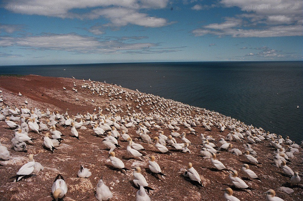 Gannets on a coastal cliff
