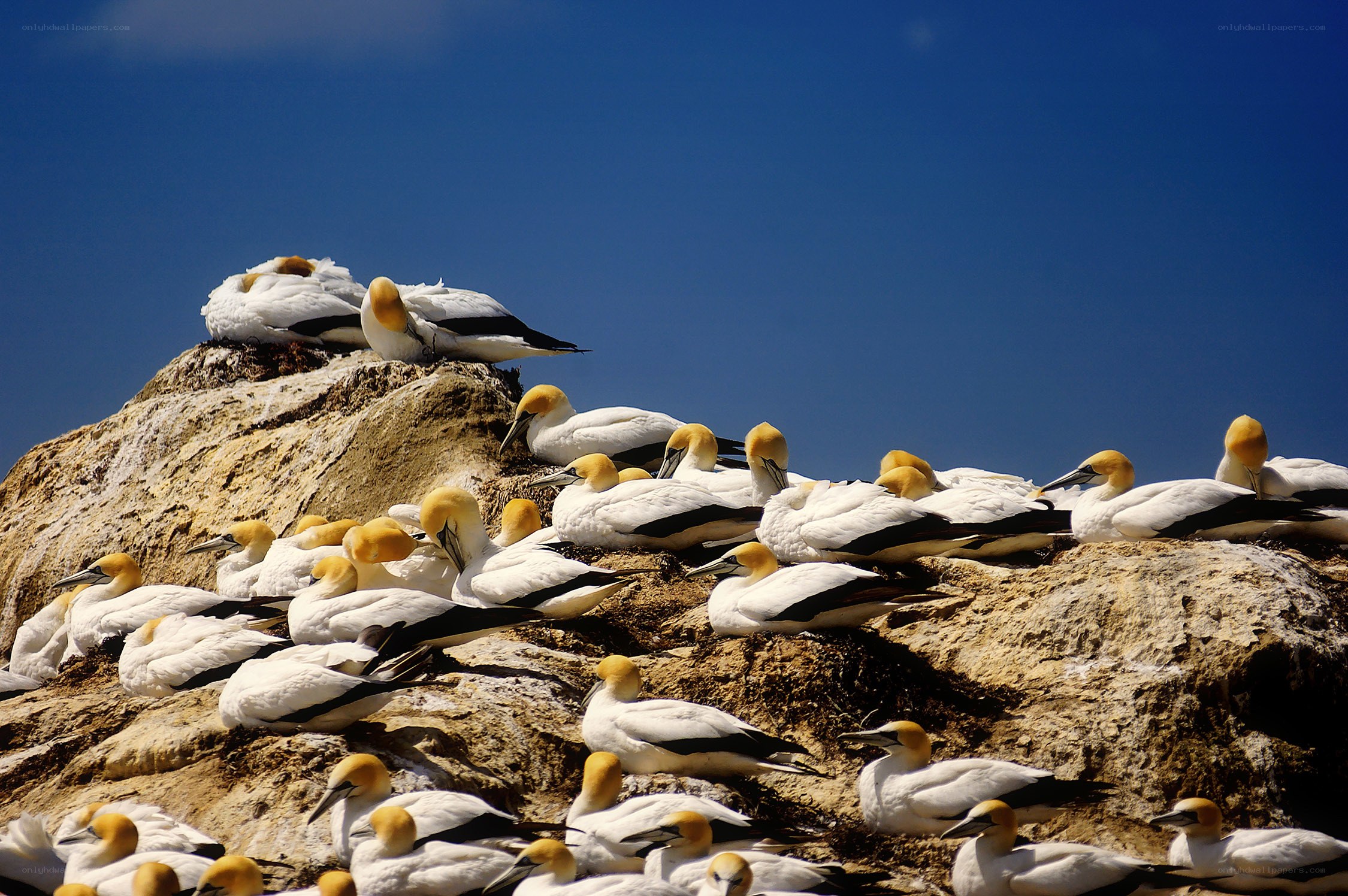Gannets on a rocky cliff