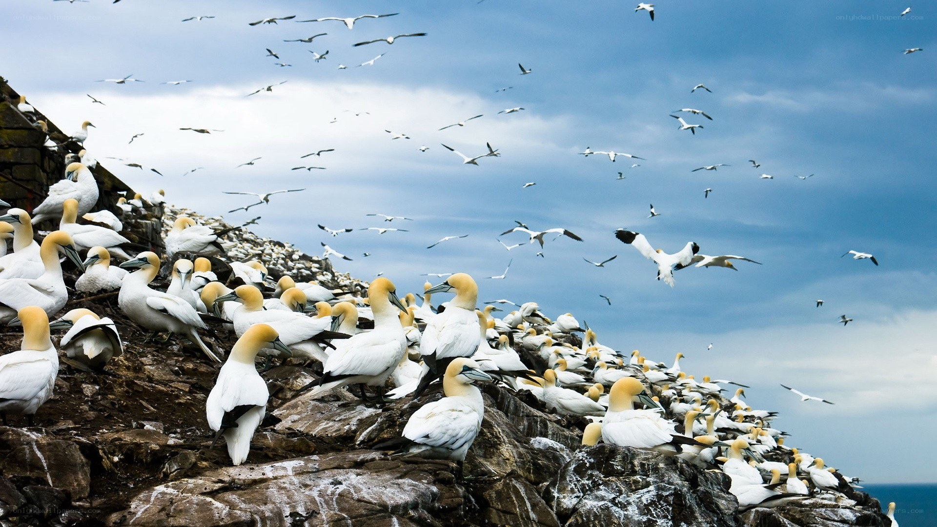 Gannets on a rocky cliff