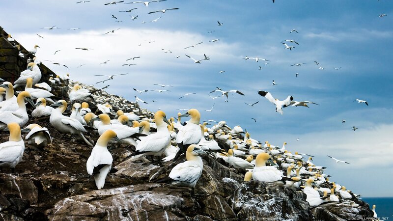 Gannets on a rocky cliff