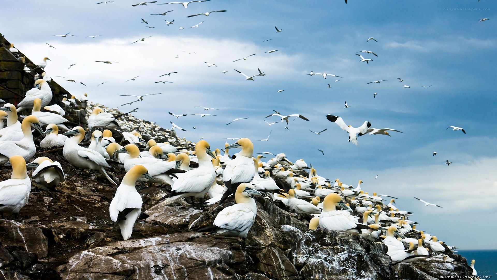 Gannets on a rocky cliff