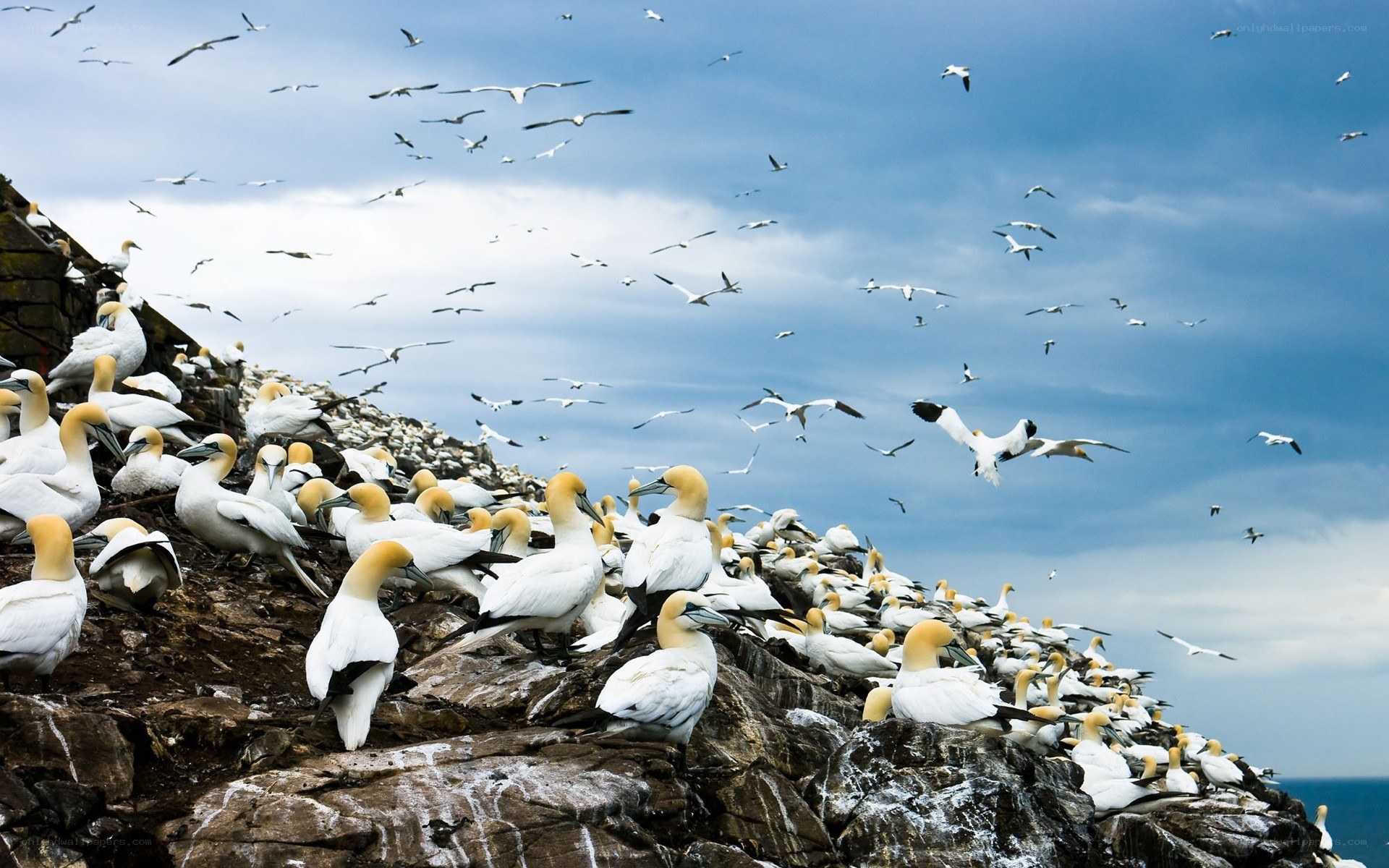 Gannets on a rocky cliff