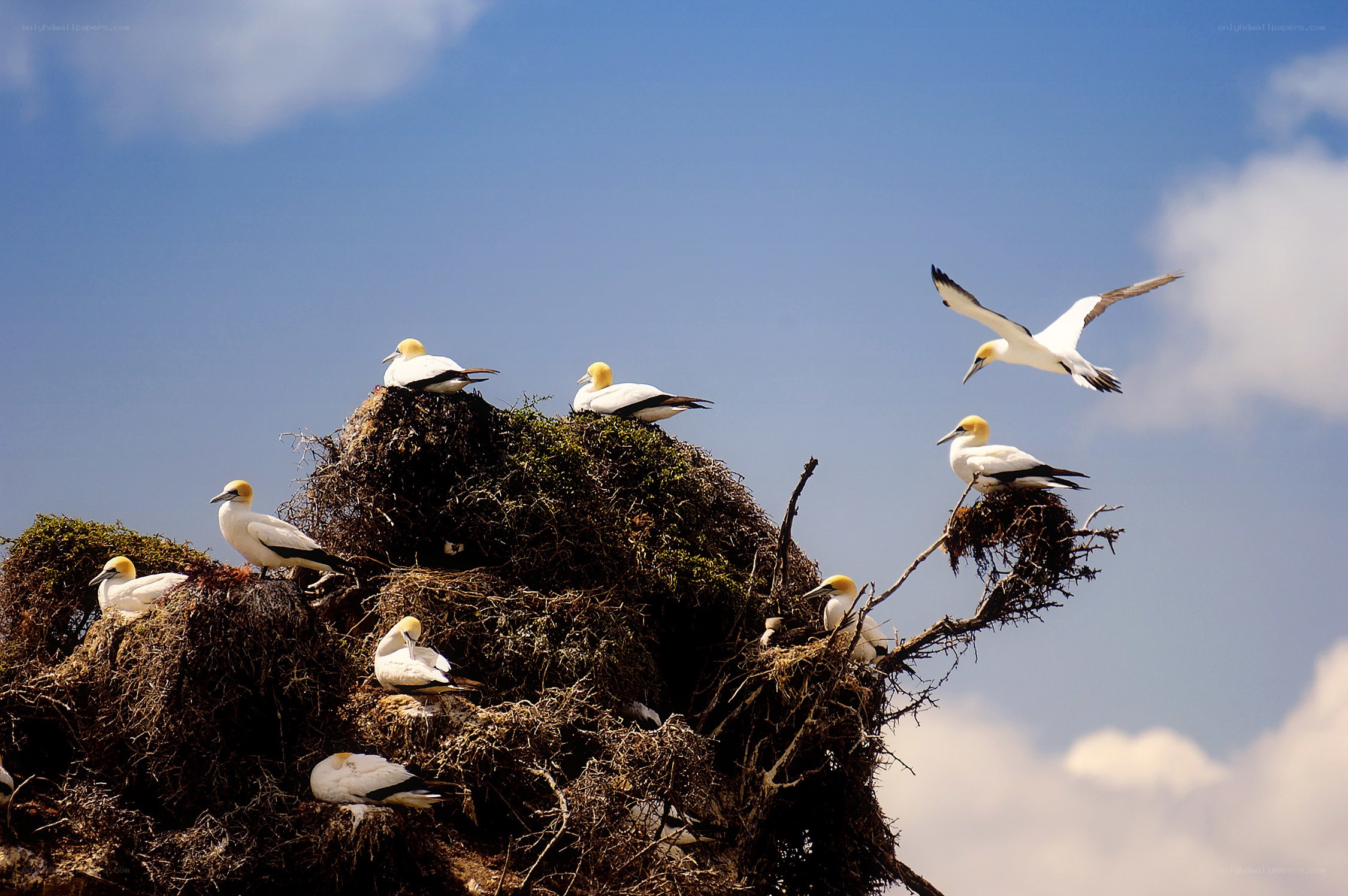 Gannets on a rocky nest