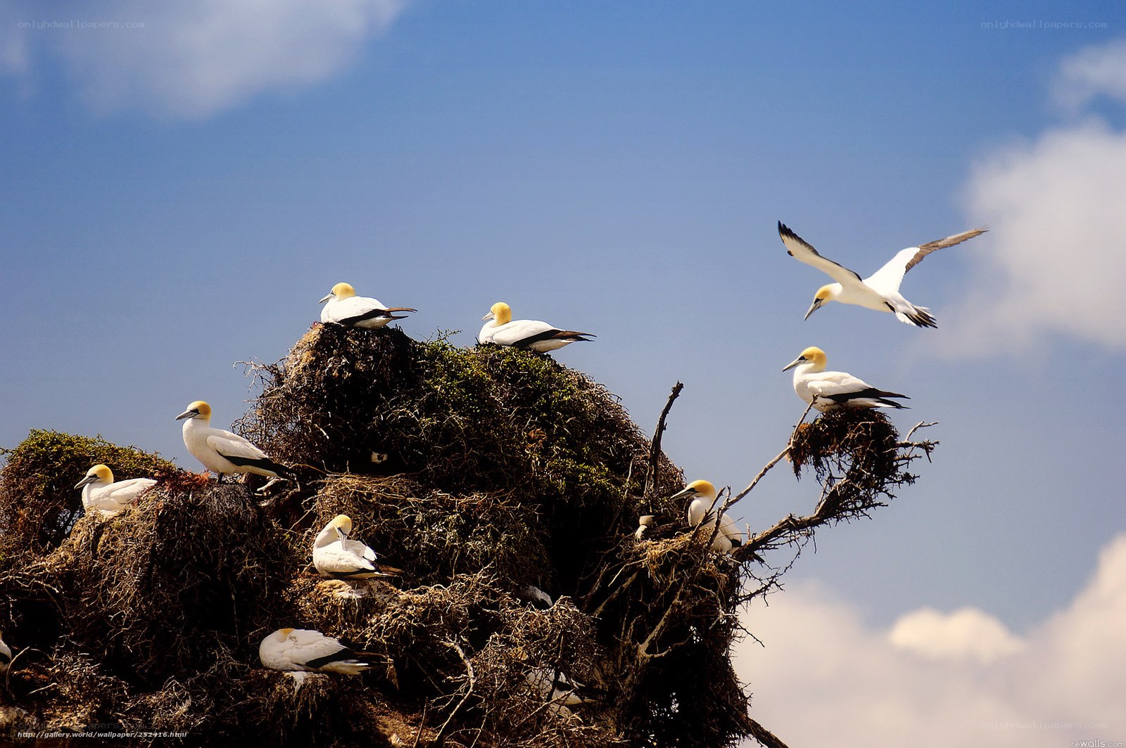 Gannets on a rocky nest