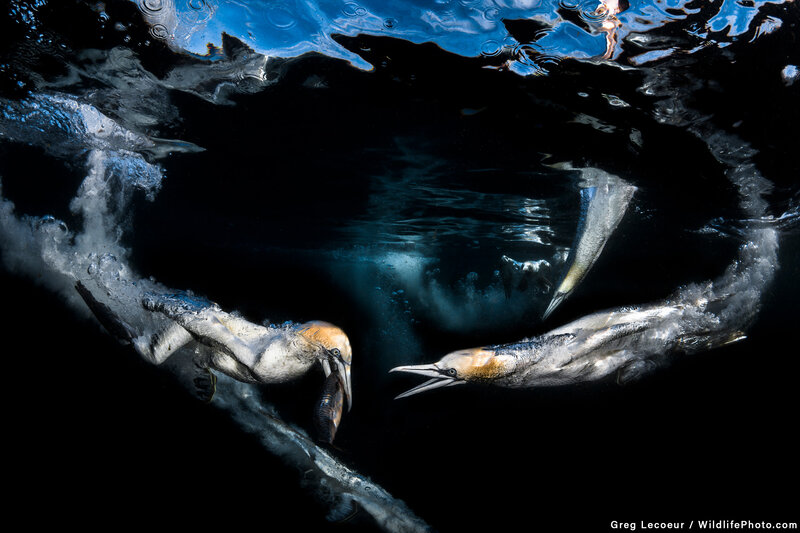 Gannets Underwater
