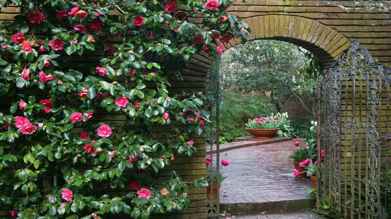 garden arch with blooming camellias