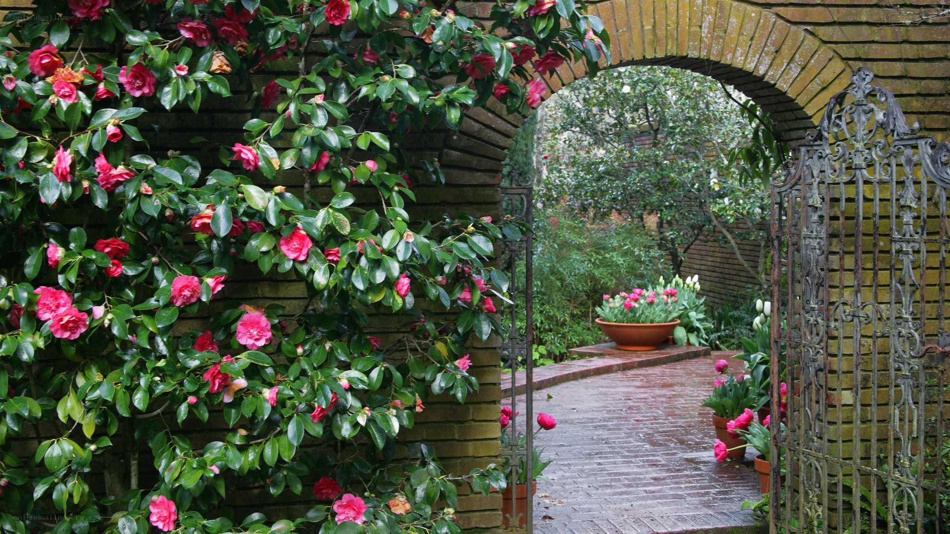 garden arch with blooming flowers