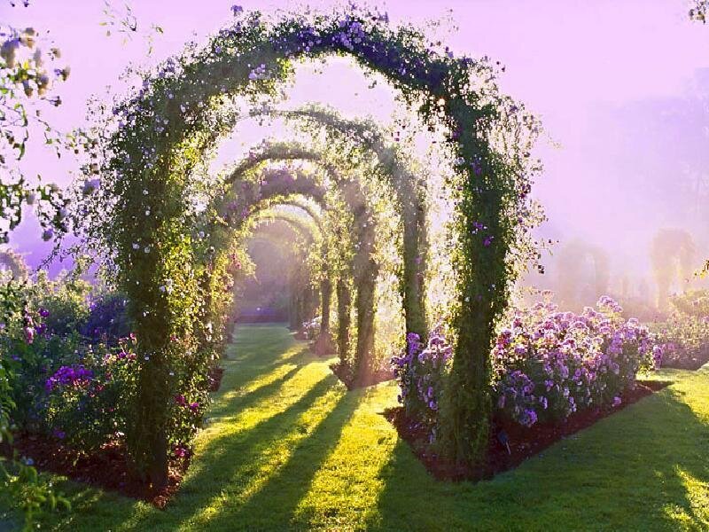 Garden archway with purple flowers