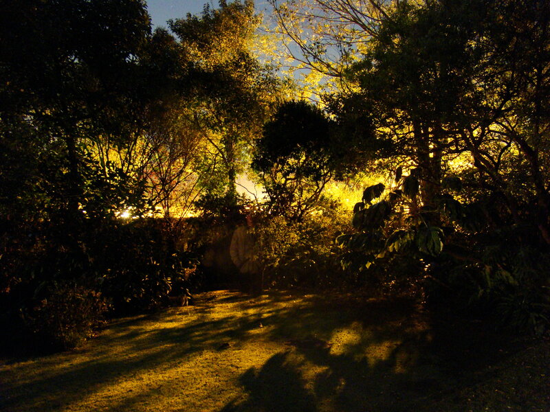 Garden at sunset