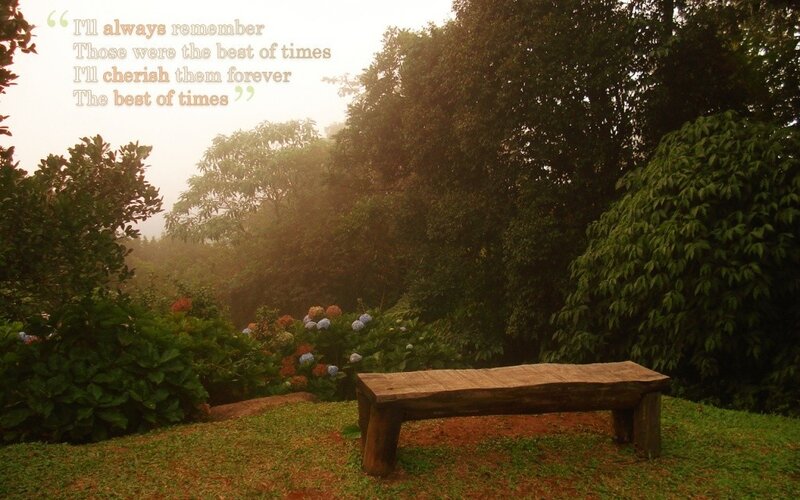 Garden bench in mist