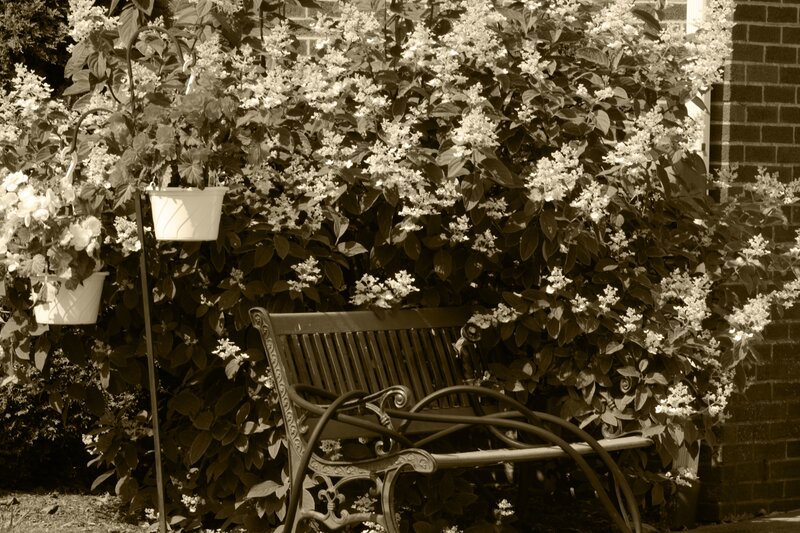 Garden Bench with Flowers — Sepia