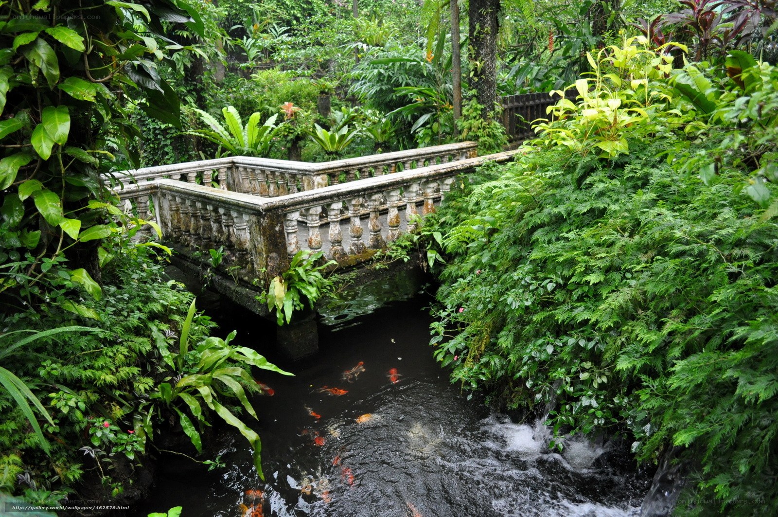 Garden bridge over koi pond