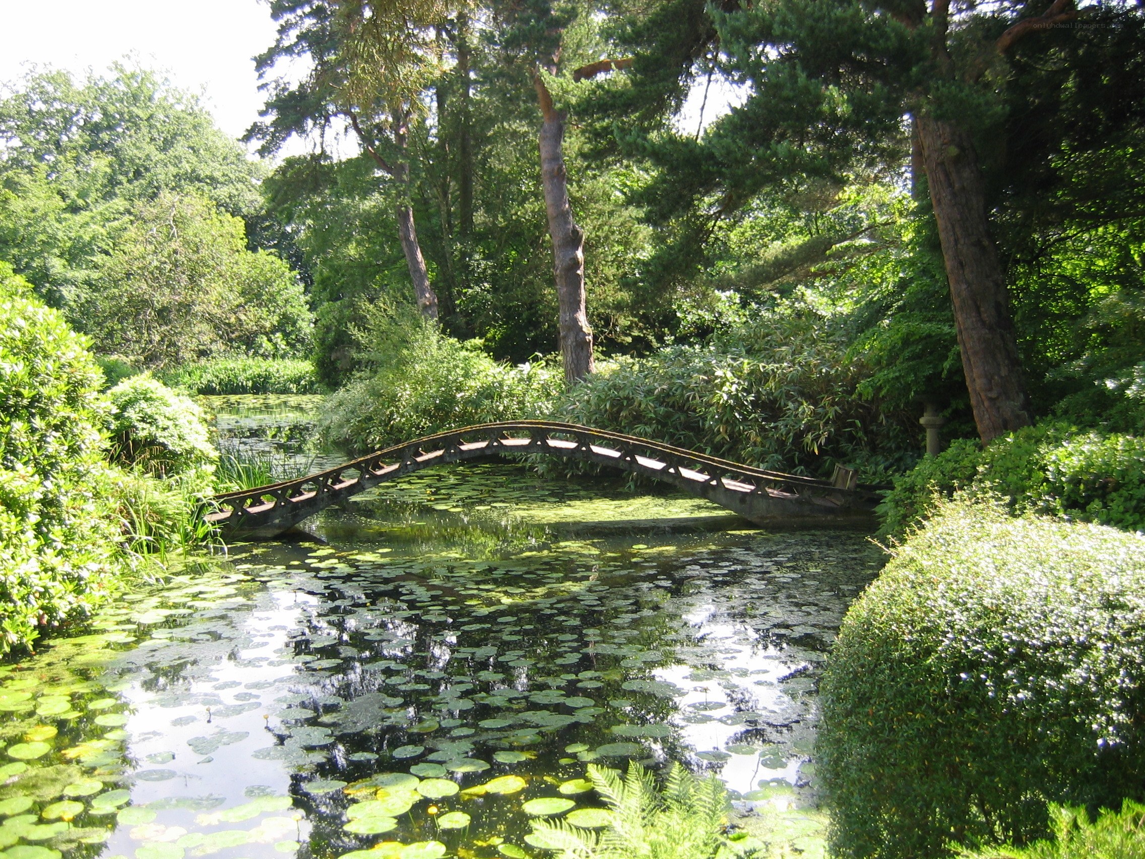 Garden bridge over pond