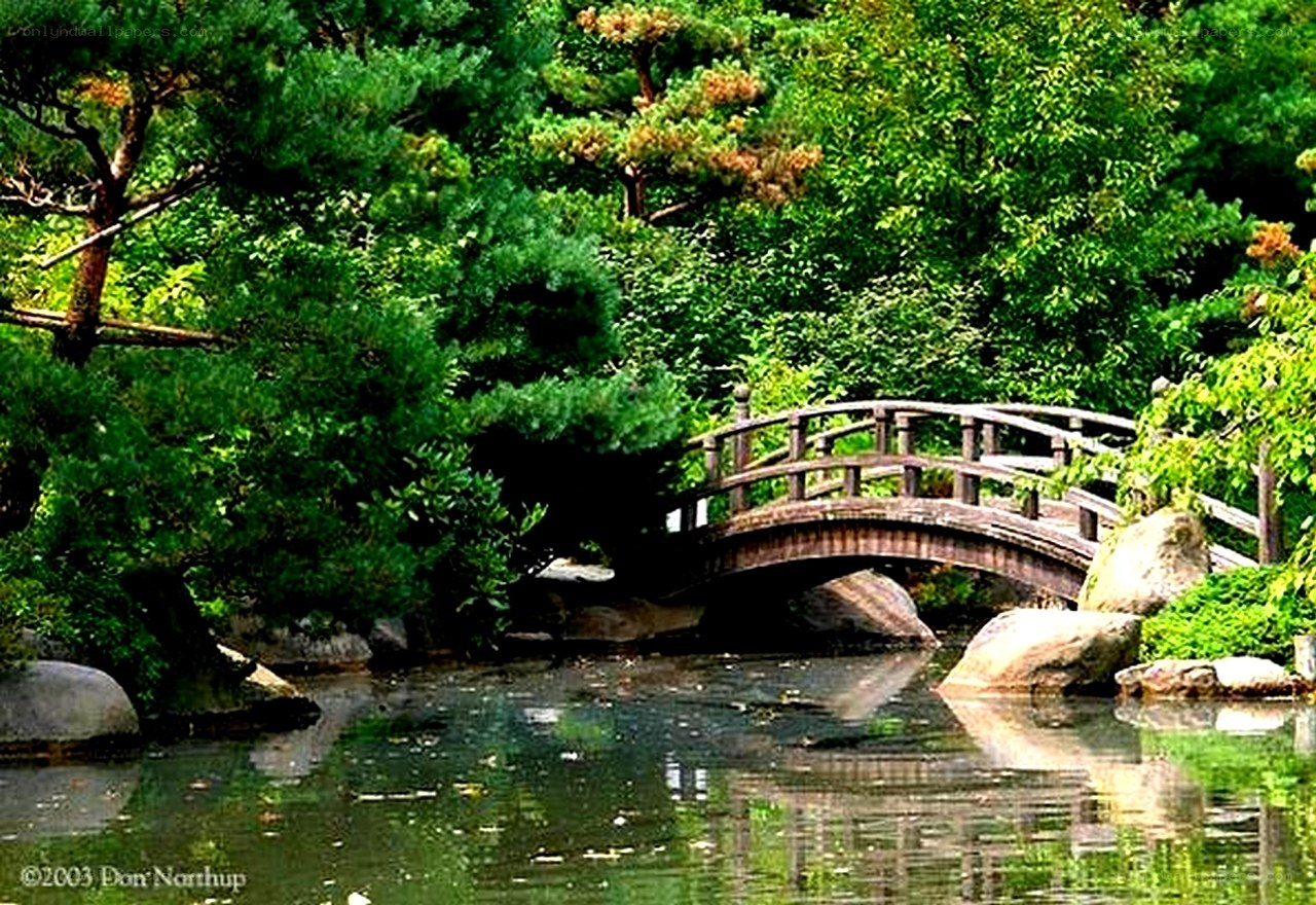 Garden bridge over pond