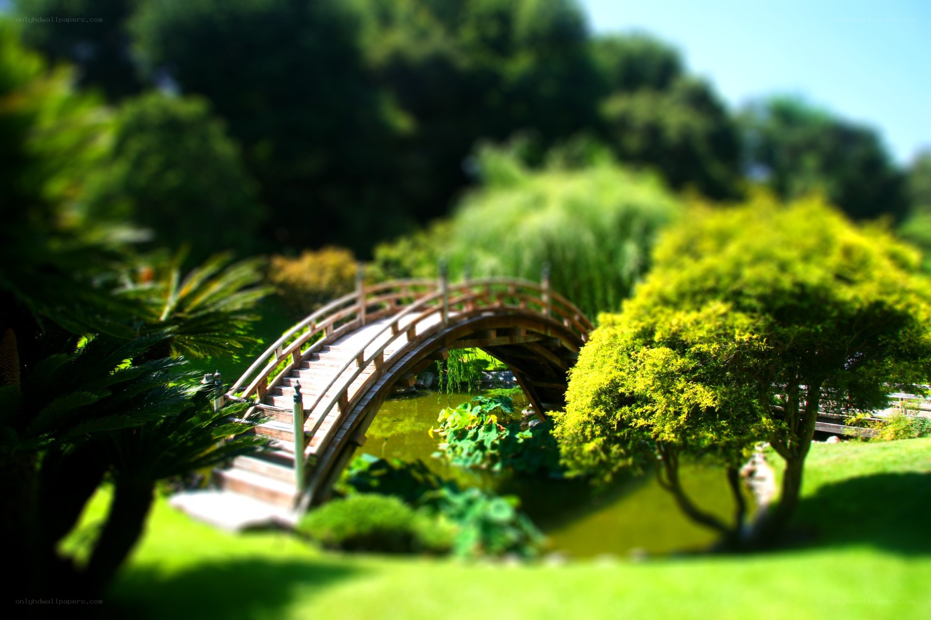 Garden bridge with arch