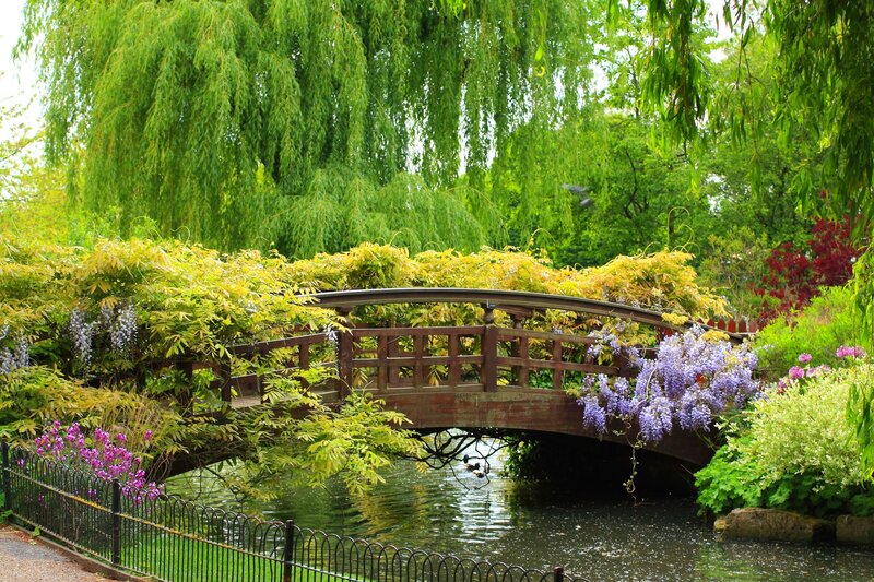 Garden bridge with wisteria