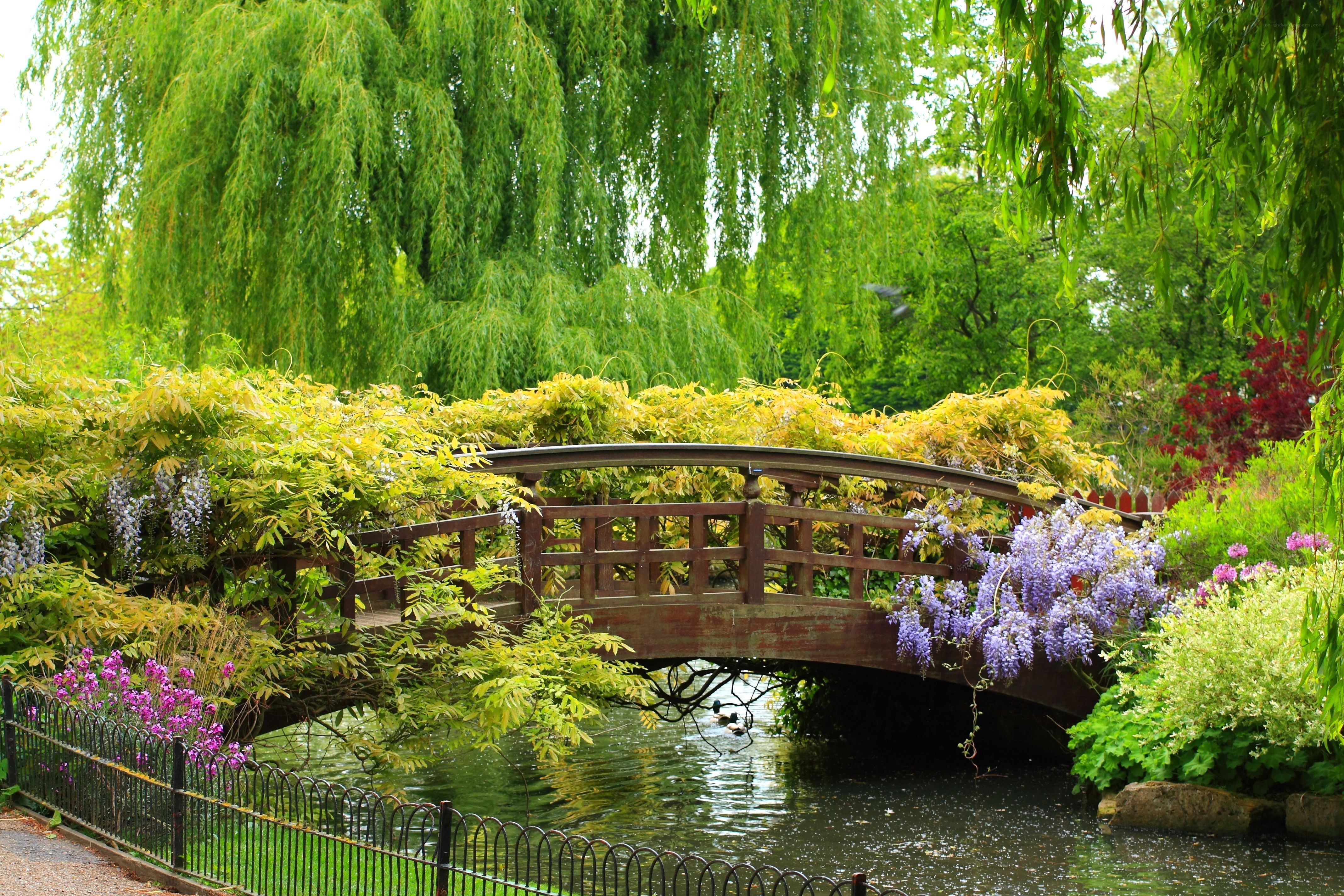 Garden bridge with wisteria
