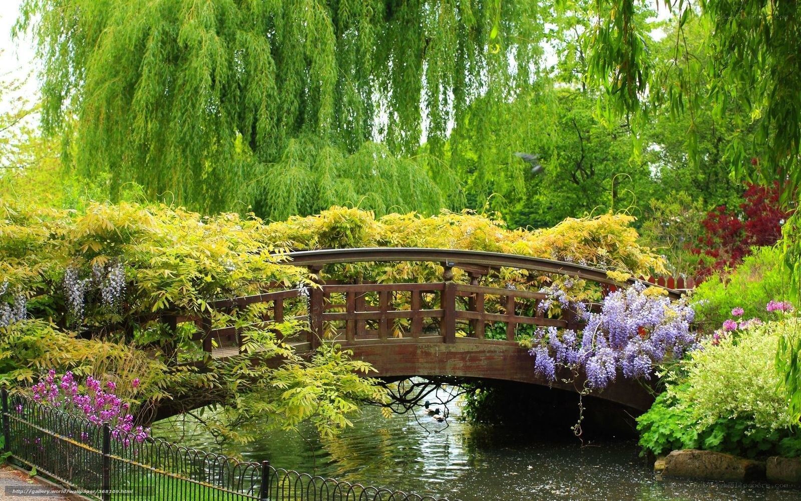 Garden bridge with wisteria