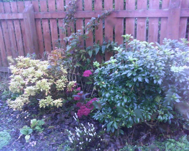 Garden Bushes and Flowers