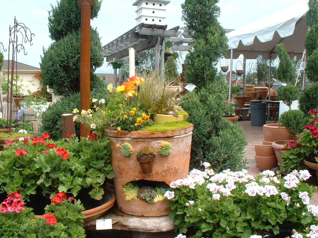 garden center plant display