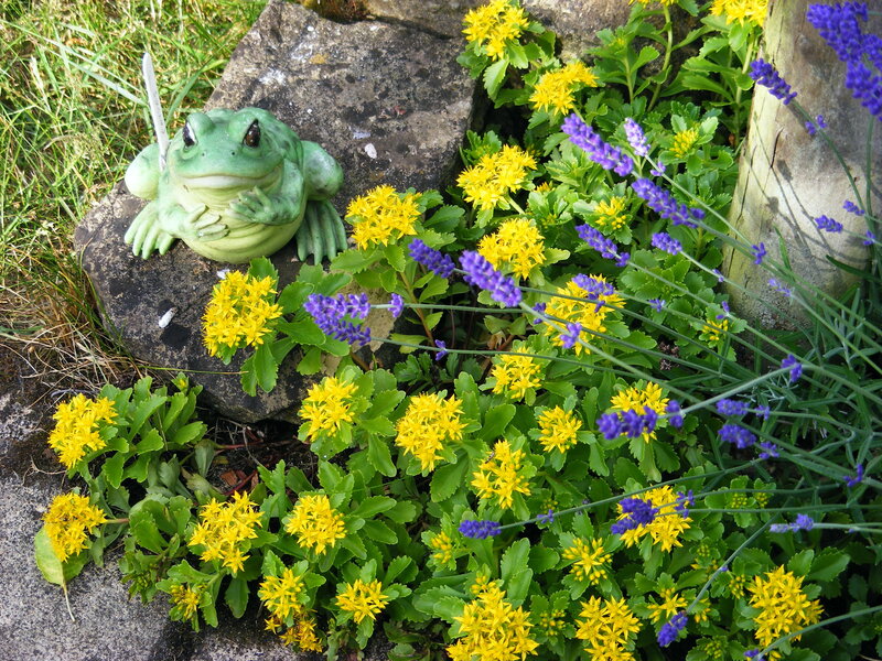 Garden frog statue with flowers