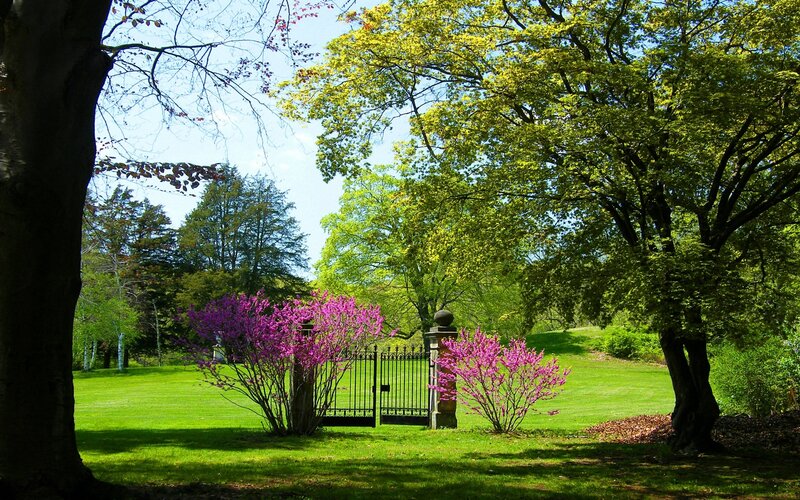 Garden gate with blooming trees