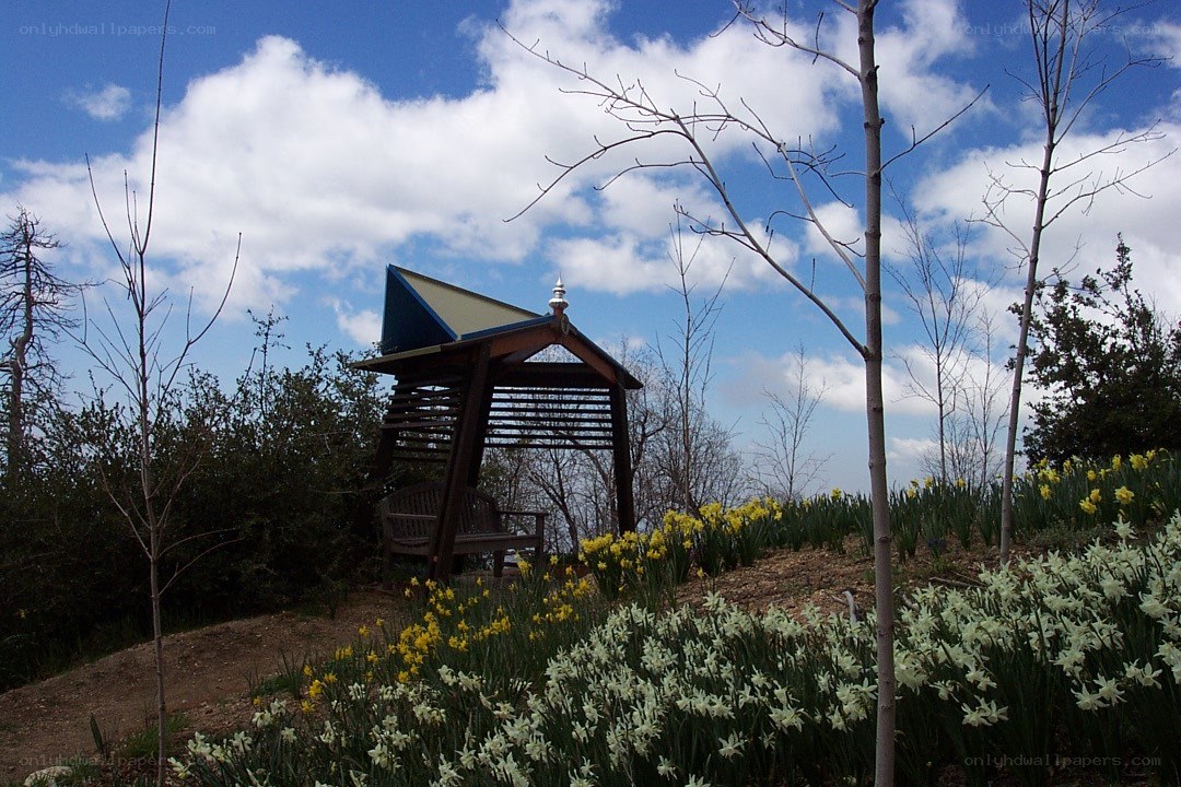 Garden gazebo with daffodils