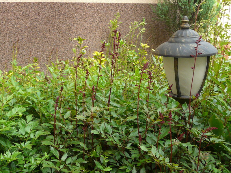 Garden Lamp Among Plants